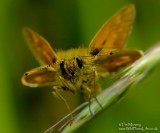 Large Skipper 2